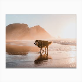 Husky on the beach in Portugal during sunset Canvas Print