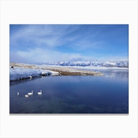 Swans In The Snow Canvas Print