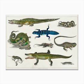 Collection Of Various Reptiles, Oliver Goldsmith Canvas Print