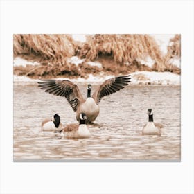 Geese In Cold Water Canvas Print