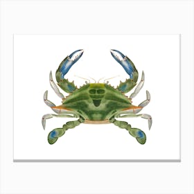 Atlantic Ocean Blue Crab By James Ellsworth De Kay On White Canvas Print