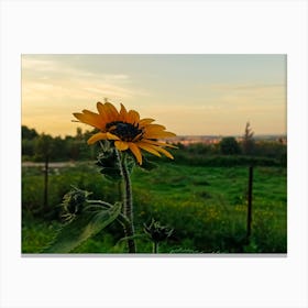 Sunflower At Sunset Canvas Print