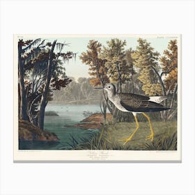 Yellow Shank, Birds Of America, John James Audubon Canvas Print