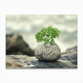 Small Plant Growing On A Rock Canvas Print