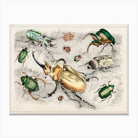Collection Of Various Beetles, Oliver Goldsmith  Canvas Print