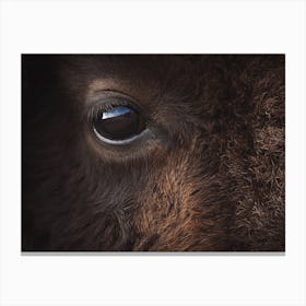 Bison Close Up Canvas Print