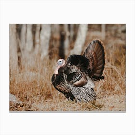 Thanksgiving Turkey Canvas Print