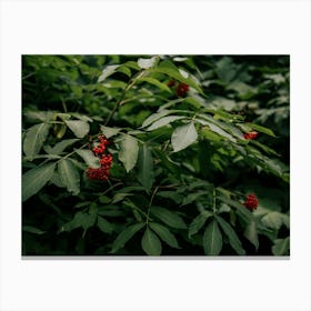 Red Elderberry Canvas Print