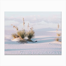 Yucca Plants In White Sand Canvas Print