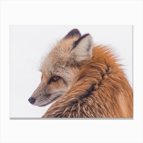 Red Fox In Snow Canvas Print