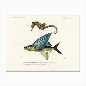 Lined Seahorse (Hippocampus Erectus), Charles Dessalines D'Orbigny Canvas Print