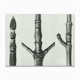 End Of Cornus Nuttallii Branch (Branch Of Dogwood) And Acer (Maple Tree Stem) (1928), Karl Blossfeldt Canvas Print