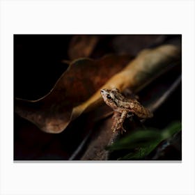 Frog On A Leaf Canvas Print