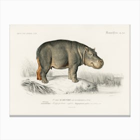 Hippopotamus (Hippopotame Amphibie), Charles Dessalines D'Orbigny Canvas Print