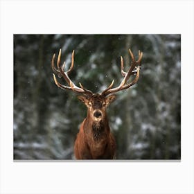 Red Deer In The Snow Canvas Print