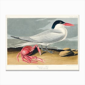 Cayenne Tern, Birds Of America, John James Audubon Canvas Print