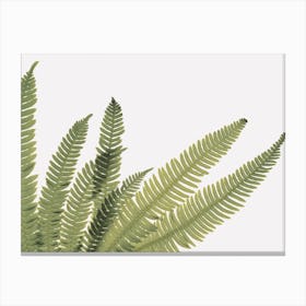 Fern Leaf Canvas Print