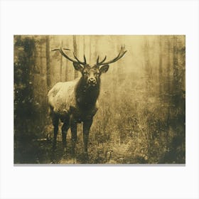 Absurd Bestiary: From Minimalism to Political Satire. Elk In The Woods Canvas Print