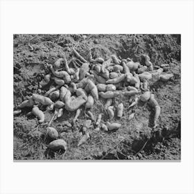 Sweet Potatoes In Field Near Laurel, Mississippi By Russell Lee Canvas Print