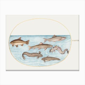 Burbot, Rockling, And Other Fish (1575–1580), Joris Hoefnagel Canvas Print