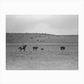 Untitled Photo, Possibly Related To Cutting Out Calves From Herd,Roundup Near Marfa, Texas By Russell Lee Canvas Print