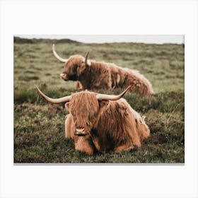 Highland Cattle Cow Art Print Canvas Print