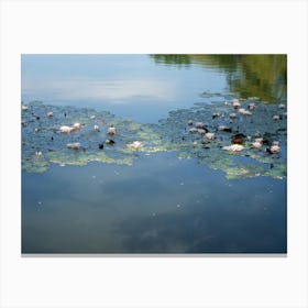 Water lilies and reflection of the sky in a pond Canvas Print