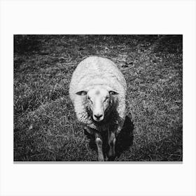 Curious Sheep // Nature Photography Canvas Print
