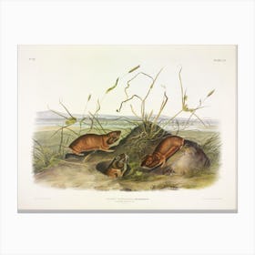 Columbia Pouched Rat, John James Audubon Canvas Print