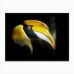 Toucan Stock Videos & Royalty-Free Footage Canvas Print