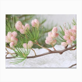 Pine Blossoms Canvas Print