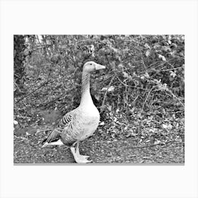 Black And White Goose in park Canvas Print