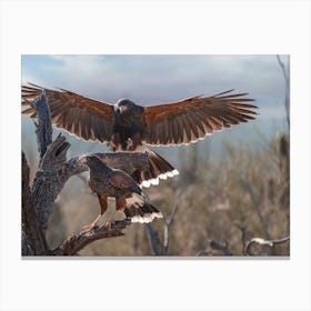 Desert Eagles Canvas Print