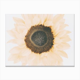 Warm Summer Sunflower Canvas Print