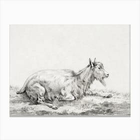 Lying Goat 1, Jean Bernard Canvas Print