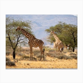 Giraffes In The Namib Desert Solitaire Namibia Toile