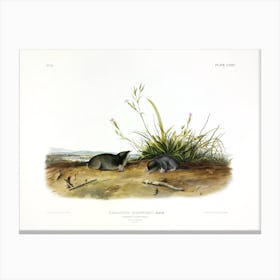 Shrew Mole, John James Audubon Canvas Print