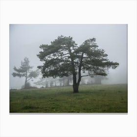 Pine Tree In The Fog 1 Canvas Print