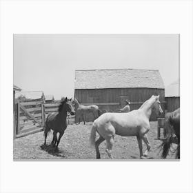 Roping A Horse In Corral,Sms Ranch Near Spur Texas By Russell Lee Canvas Print