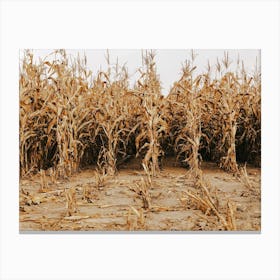 Dried Corn Stalk Field Canvas Print