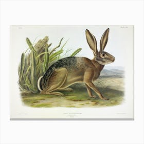 Californian Hare, John James Audubon Canvas Print