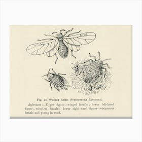 Vintage Illustration Of Schizoneura Lanigera, Woolly Aphis Bug, John Wright Canvas Print