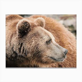 Grizzly Bear Profile Canvas Print