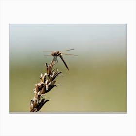 Dragonfly at rest Canvas Print