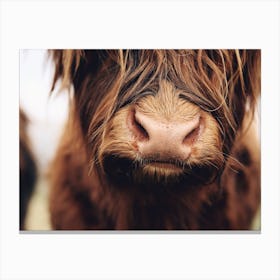 Shaggy Cow Snoot Canvas Print