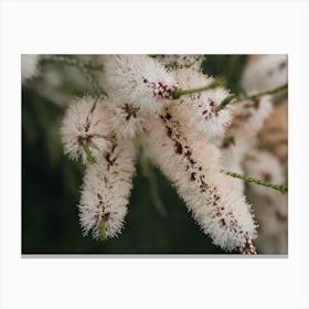 White Bottle Brush Flower Canvas Print