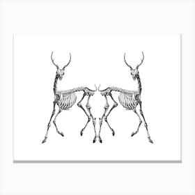 Forgotten deers Canvas Print