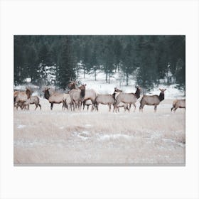 Elk Herd Canvas Print