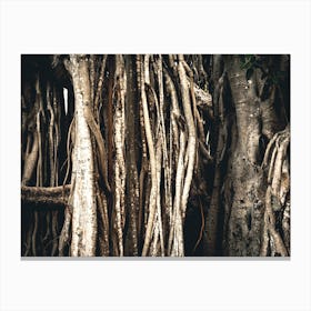 Hanging Roots Canvas Print