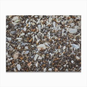 Tiny And Large Sea Shell And Rocks Texture Background 1 Canvas Print